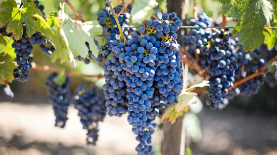 Grapes Hanging on a Vine