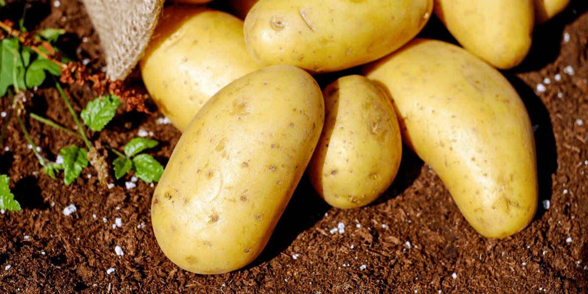 do-potatoes-cause-gas-yes-and-here-are-3-reasons-why-gut-advisor