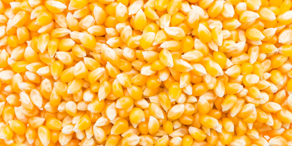 5 Symptoms Of Corn Intolerance What You Should Know Gut Advisor