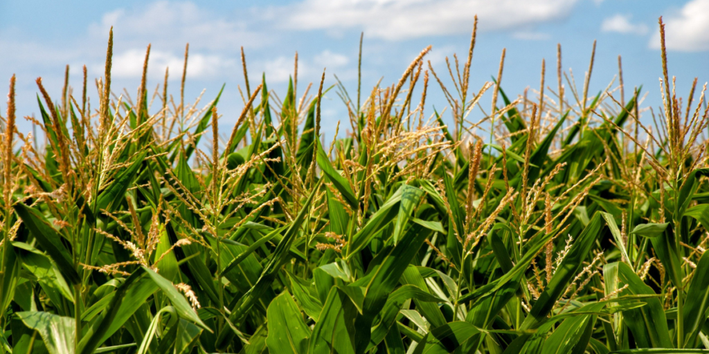 5 Symptoms Of Corn Intolerance What You Should Know Gut Advisor