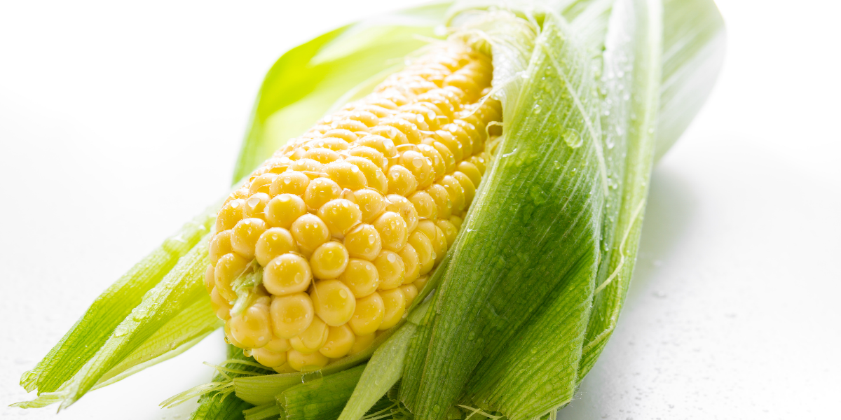 5 Symptoms Of Corn Intolerance What You Should Know Gut Advisor