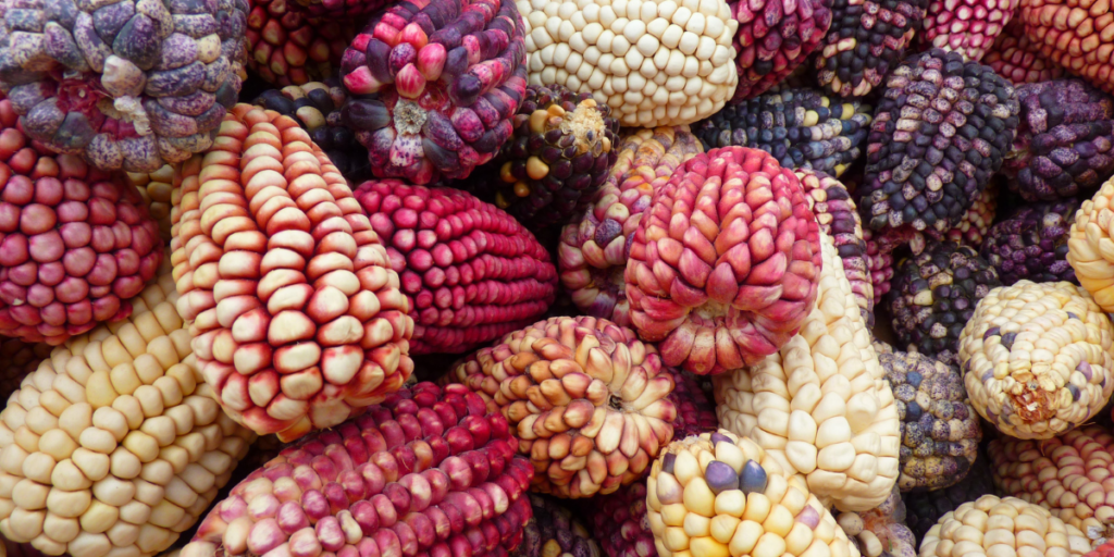 5 Symptoms Of Corn Intolerance What You Should Know Gut Advisor