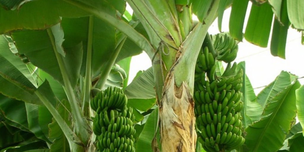 can-bananas-cause-diarrhea-3-reasons-why-they-can-gut-advisor