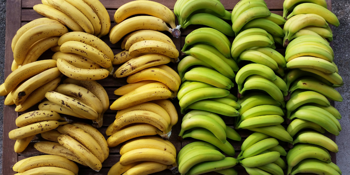 Can Bananas Cause Diarrhea? 3 Reasons Why They Can! Gut Advisor