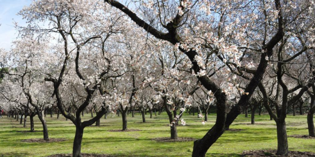 Do Almonds Cause Constipation? Yes And No And Why It Is So! Gut Advisor