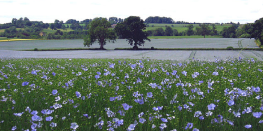 Symptoms Of Flaxseed Intolerance What To Know Gut Advisor