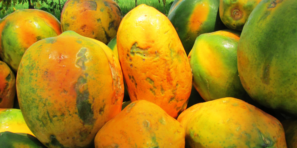 Papaya Seeds For Constipation 5 Reasons Why They Work! Gut Advisor
