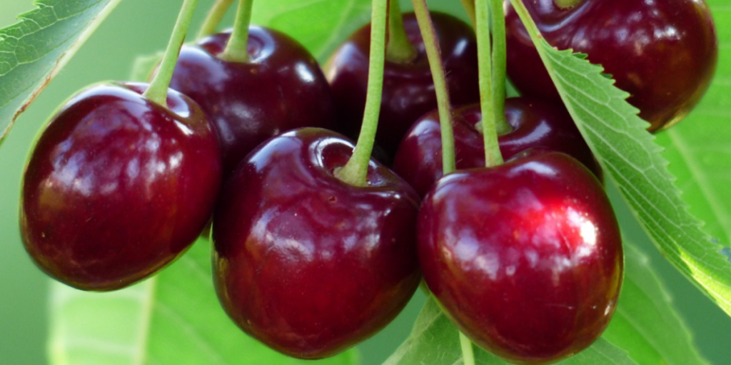 Can Cherries Cause Diarrhea? 4 Reasons Why They Can! Gut Advisor