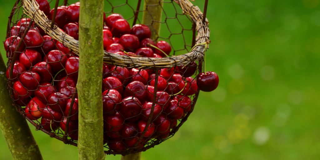 Can Cherries Cause Diarrhea? 4 Reasons Why They Can! Gut Advisor