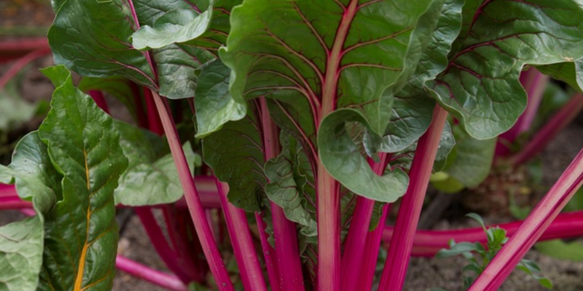 Do Beets Cause Diarrhea? 4 Reasons Why They Can! Gut Advisor