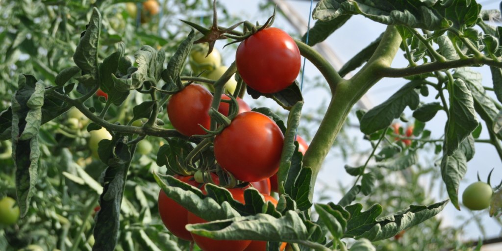 Do Tomatoes Cause Diarrhea? 6 Reasons Why They Can! Gut Advisor