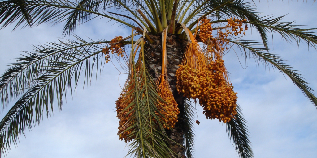 Dates For Constipation 4 Reasons Why They Work! Gut Advisor