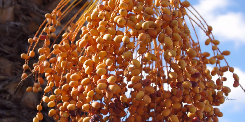 Dates For Constipation 4 Reasons Why They Work! Gut Advisor