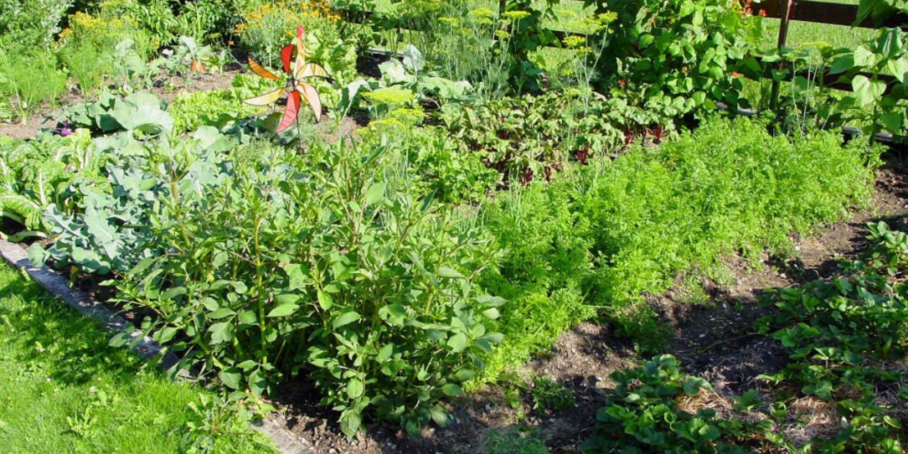 does-eating-beets-make-your-poop-red-it-certainly-does-gut-advisor