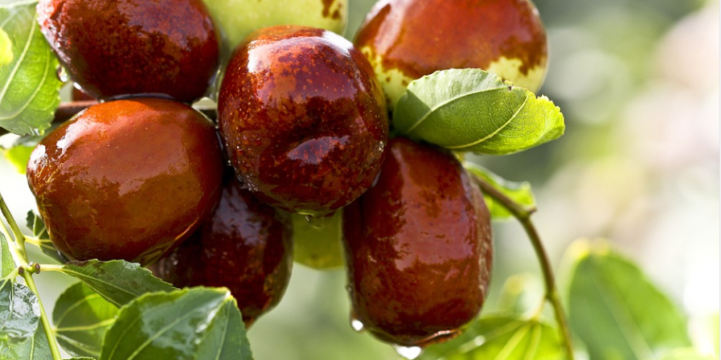 Do Dates Cause Diarrhea? 3 Reasons Why They Do! Gut Advisor