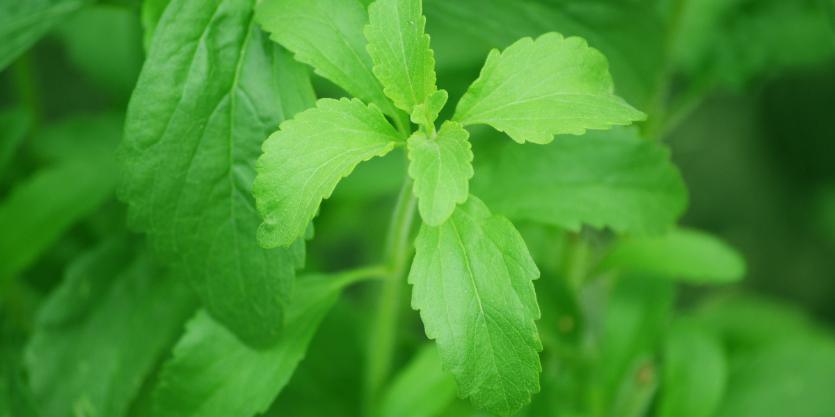 Does Stevia Cause Gas? 2 Reasons Why It Does! Gut Advisor